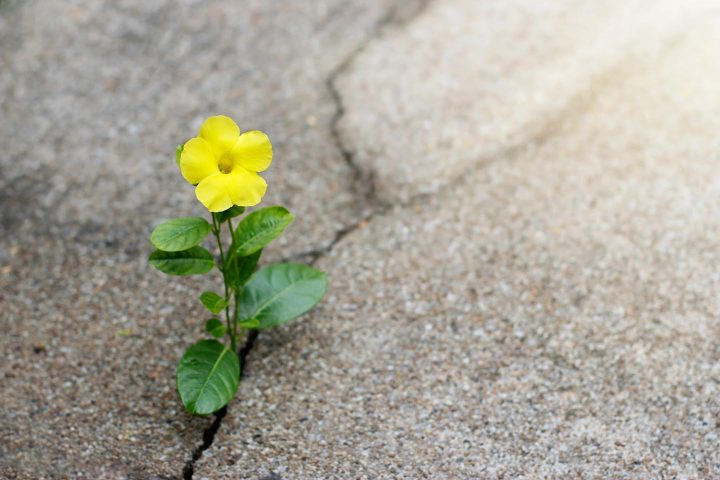 Uma flor resiliente crescendo numa fresta do concreto