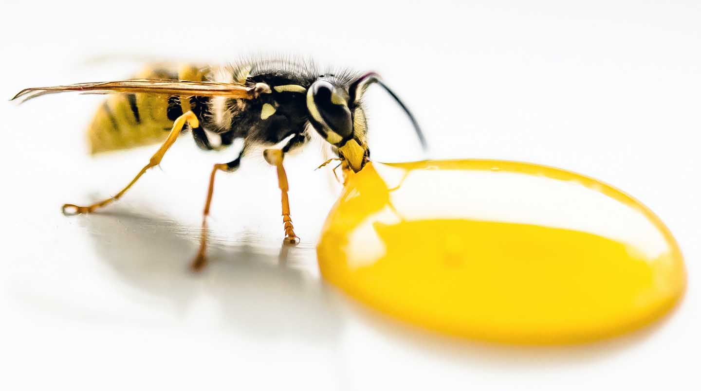 Uma abelha tomando mel