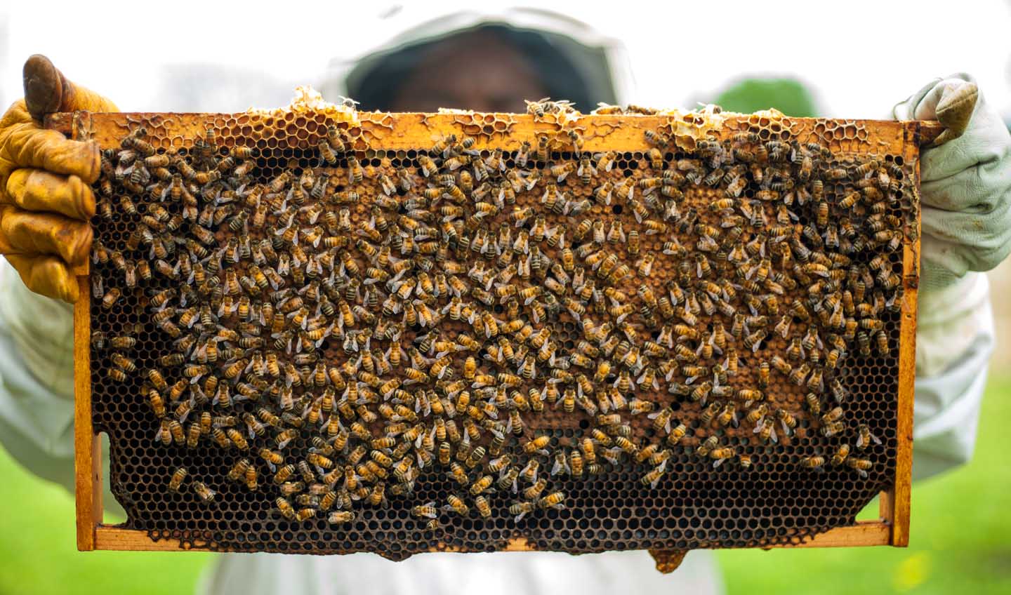 Um apicultor local orgulhosamente produzindo mel de qualidade  - Photo by Timothy Paule II from Pexels
