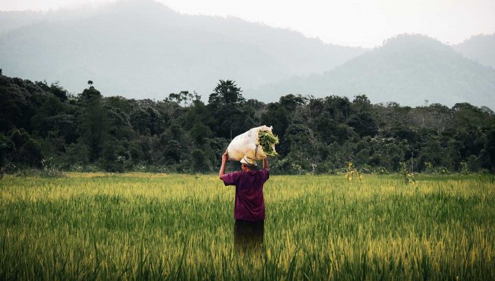 Os agricultores orgânicos em países do terceiro mundo estão usando muito trabalho manual, dependendo de preços justos para sobreviver - Photo by Pat Whelen from Pexels