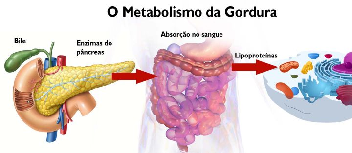 Diagrama do metabolismo da gordura
