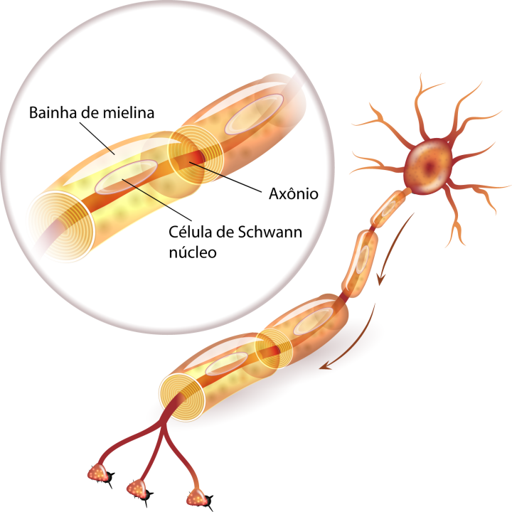Ilustração de uma célula nervosa e da bainha de mielina