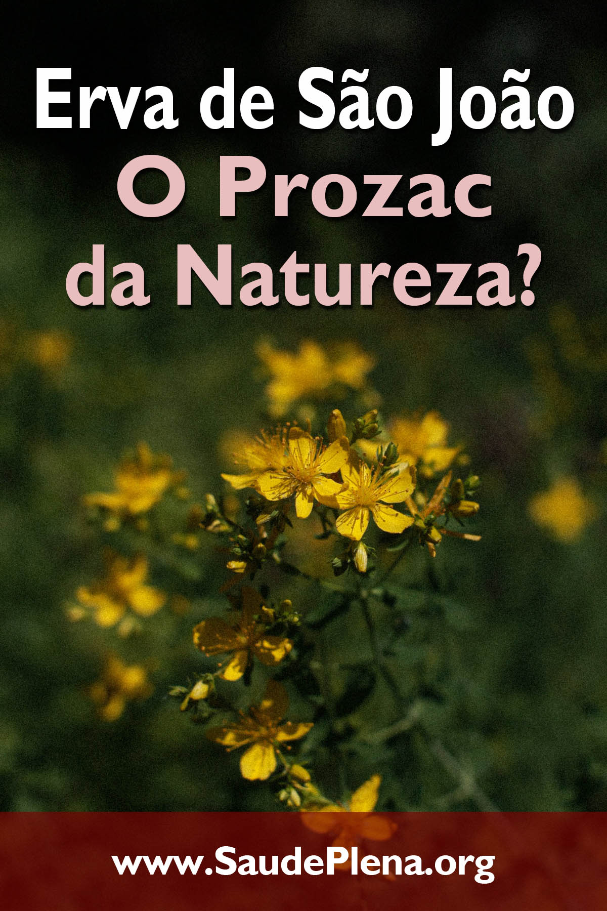 Erva de São João - O Prozac da Natureza?
