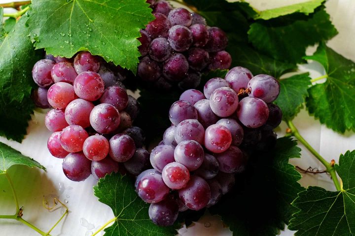 Uma videira de uvas roxas