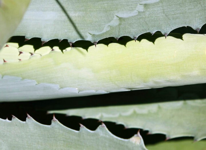 Folhas da Aloe vera
