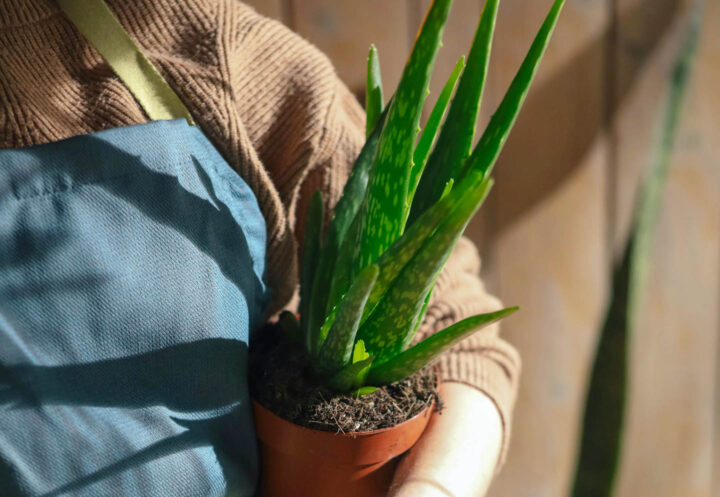 Um jardineiro com um vaso de aloe vera pronto para ser transplantado para o exterior