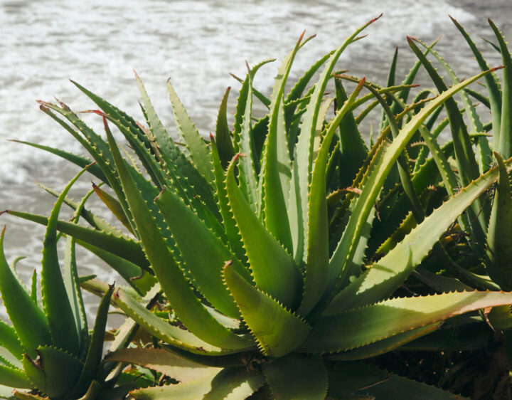 Uma planta de aloe vera na praia