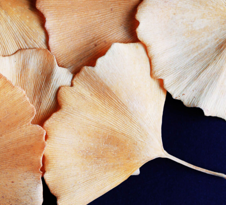 Folhas secas de ginkgo biloba
