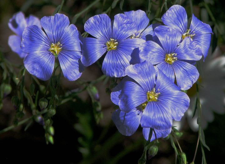 Flores de Linho