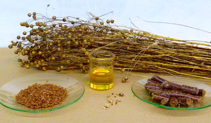 Planta, sementes e óleo de linhaça
