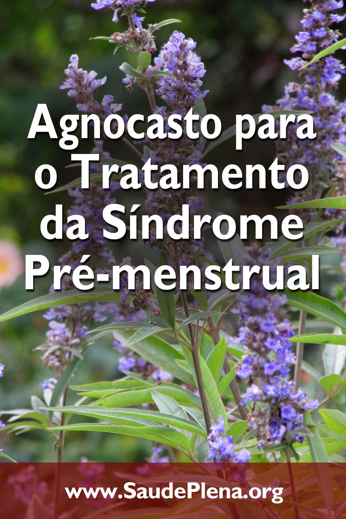Agnocasto para o Tratamento da Síndrome Pré-menstrual