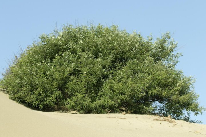 Chasteberry tree