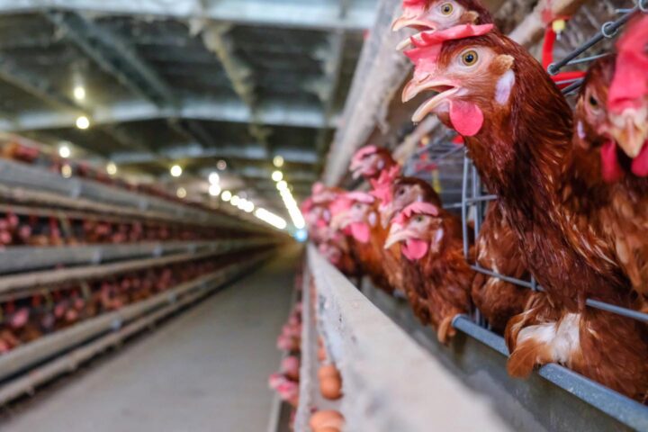 Uma granja para produção de ovos