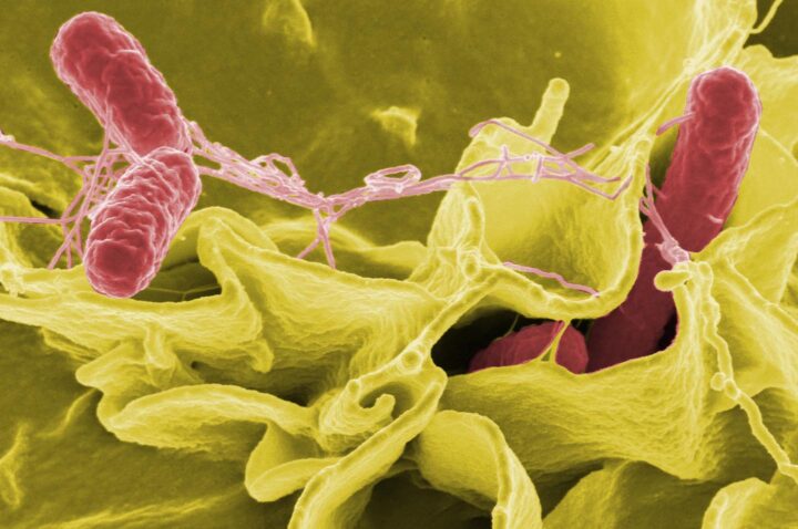 Salmonella invadindo células humanas em cultura.