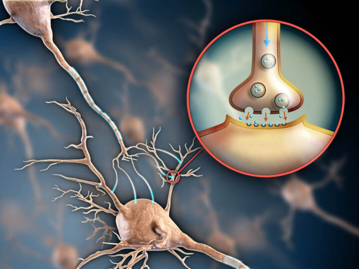Uma sinapse com neurotransmissores passando um impulso nervoso
