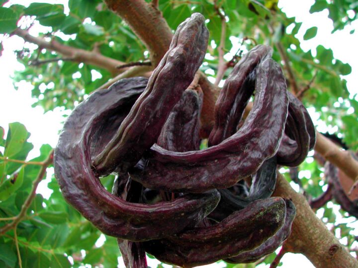Ripe Carob pods on a tree