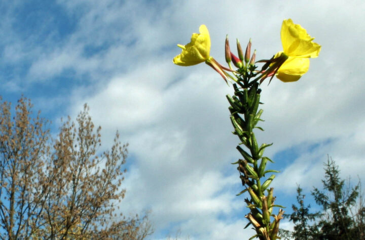 Flor de prímula