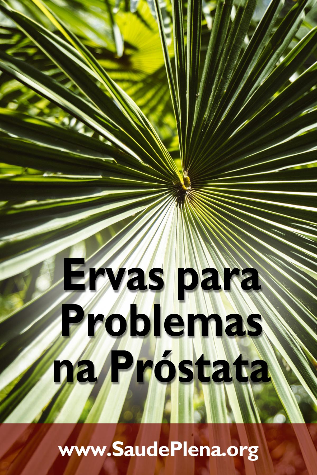 Ervas para Problemas na Próstata