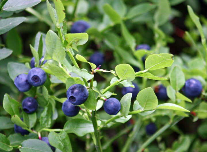 Uma planta de mirtilo silvestre com frutos