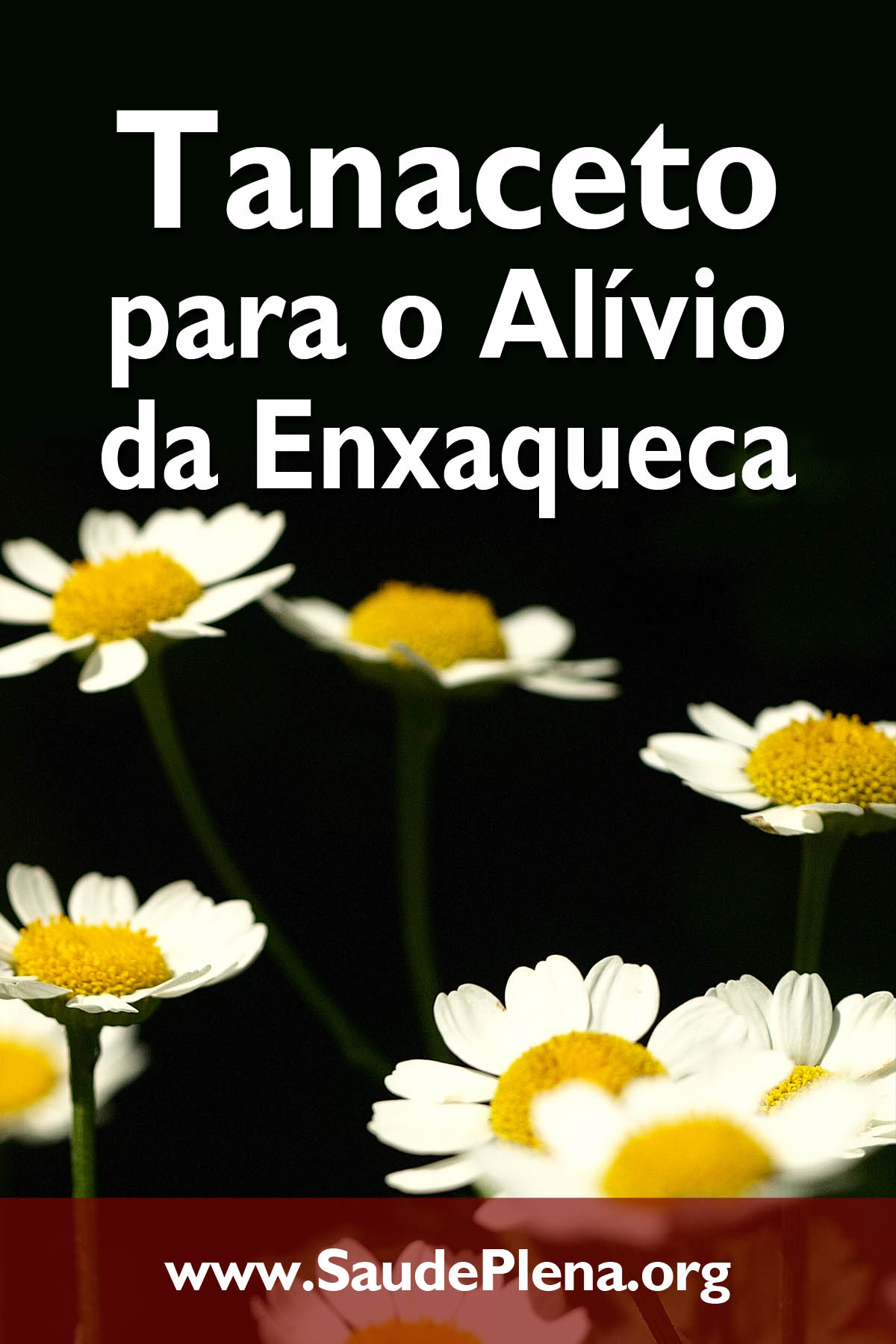 Tanaceto para o Alívio da Enxaqueca