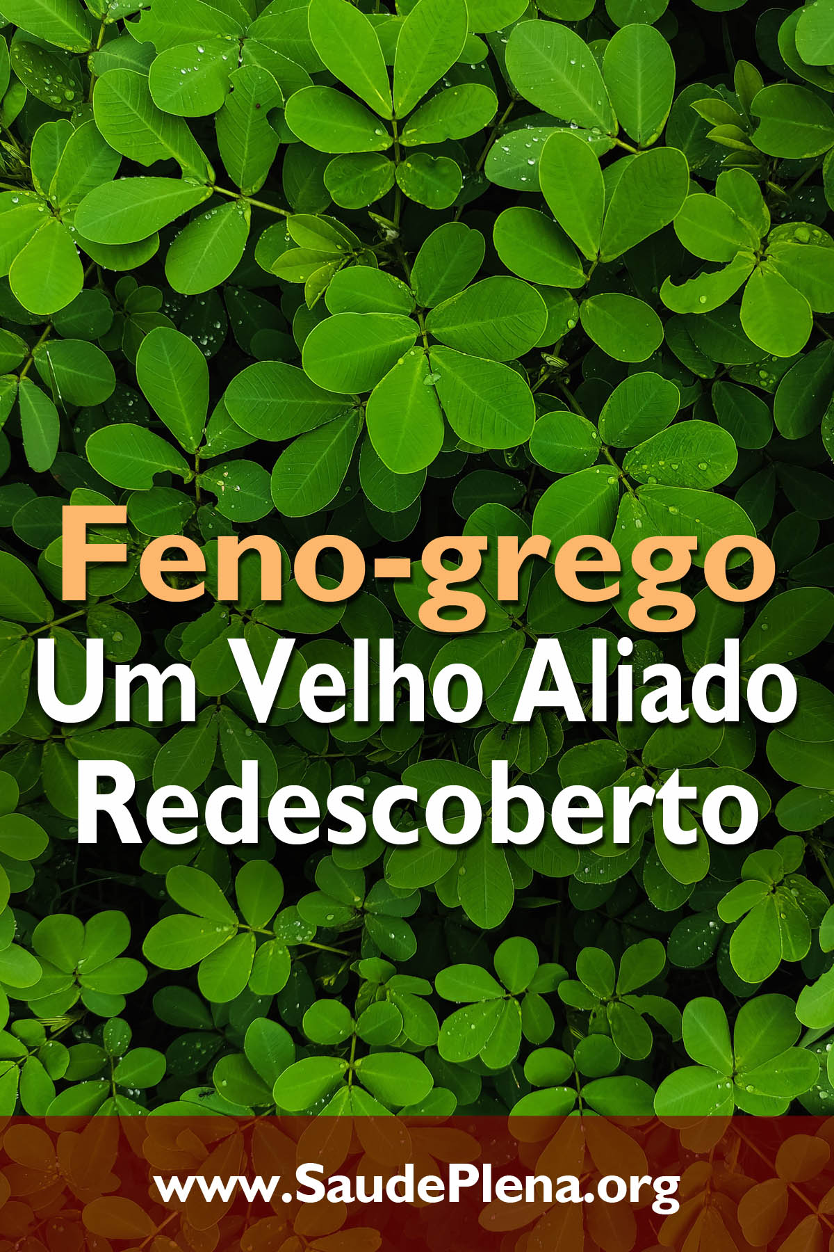 Feno-grego – Um Velho Aliado Redescoberto